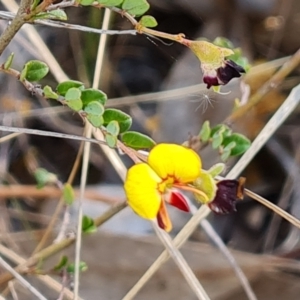 Bossiaea buxifolia at Isaacs, ACT - 2 Oct 2023