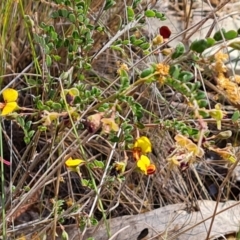 Bossiaea buxifolia at Isaacs, ACT - 2 Oct 2023