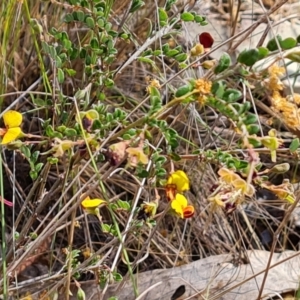 Bossiaea buxifolia at Isaacs, ACT - 2 Oct 2023