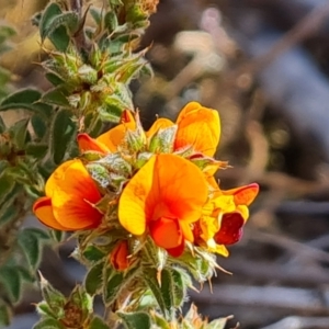 Pultenaea procumbens at Isaacs, ACT - 2 Oct 2023