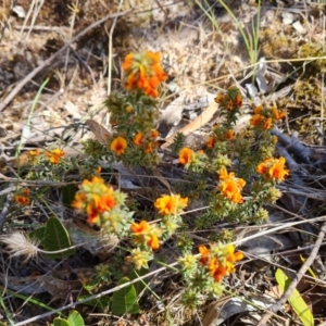 Pultenaea procumbens at Isaacs, ACT - 2 Oct 2023 02:50 PM