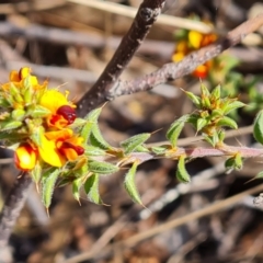 Pultenaea procumbens at Isaacs, ACT - 2 Oct 2023