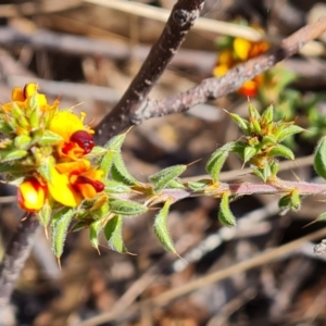 Pultenaea procumbens at Isaacs, ACT - 2 Oct 2023 02:50 PM