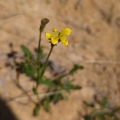 Goodenia pinnatifida (Scrambled Eggs) at Tuggeranong, ACT - 2 Oct 2023 by HelenCross