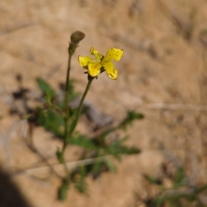 Goodenia pinnatifida at Tuggeranong, ACT - 2 Oct 2023