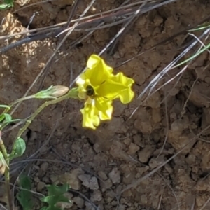 Goodenia pinnatifida at Tuggeranong, ACT - 2 Oct 2023