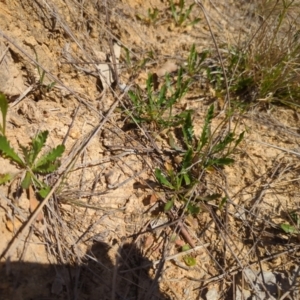 Goodenia pinnatifida at Tuggeranong, ACT - 2 Oct 2023