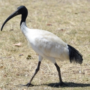 Threskiornis molucca at Wellington Point, QLD - 2 Oct 2023 12:05 PM