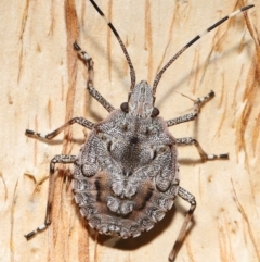 Anchises parvulus (Gold and Brown Shield Bug) at Capalaba, QLD - 21 Sep 2023 by TimL