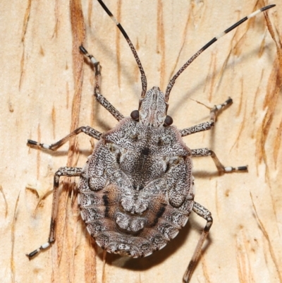Unidentified Shield, Stink or Jewel Bug (Pentatomoidea) at Capalaba, QLD - 21 Sep 2023 by TimL
