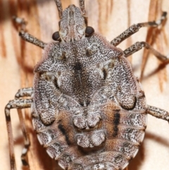 Anchises parvulus at Capalaba, QLD - 21 Sep 2023 12:24 PM