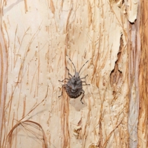 Anchises parvulus at Capalaba, QLD - 21 Sep 2023 12:24 PM