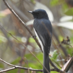 Myiagra rubecula (Leaden Flycatcher) at Tuggeranong, ACT - 2 Oct 2023 by HelenCross