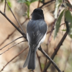 Myiagra rubecula at Tuggeranong, ACT - 2 Oct 2023