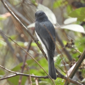 Myiagra rubecula at Tuggeranong, ACT - 2 Oct 2023