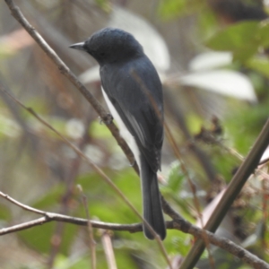 Myiagra rubecula at Tuggeranong, ACT - 2 Oct 2023