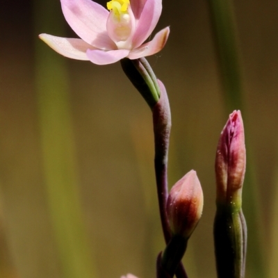 Thelymitra carnea (Tiny Sun Orchid) at Glenquarry, NSW - 30 Sep 2023 by Snowflake
