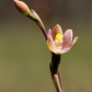 Thelymitra carnea at Glenquarry, NSW - suppressed