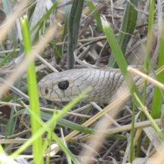 Pseudonaja textilis (Eastern Brown Snake) at Lions Youth Haven - Westwood Farm - 2 Oct 2023 by HelenCross