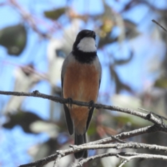 Pachycephala rufiventris (Rufous Whistler) at Tuggeranong, ACT - 2 Oct 2023 by HelenCross