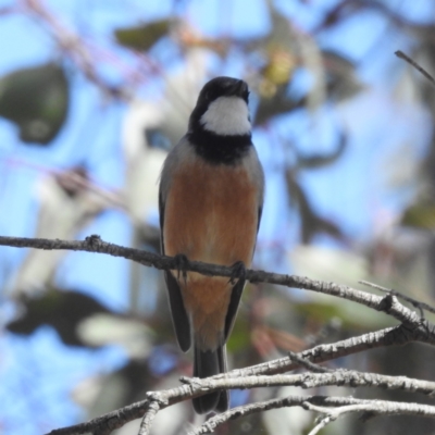 Pachycephala rufiventris (Rufous Whistler) at Tuggeranong, ACT - 2 Oct 2023 by HelenCross