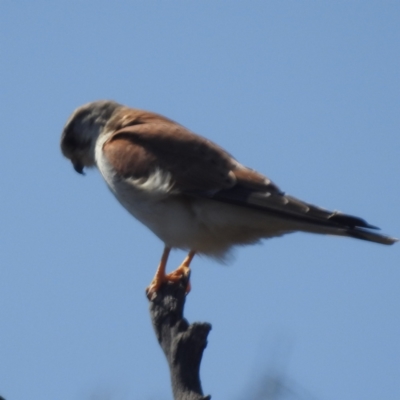 Falco cenchroides (Nankeen Kestrel) at Lions Youth Haven - Westwood Farm A.C.T. - 2 Oct 2023 by HelenCross