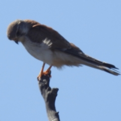 Falco cenchroides at Tuggeranong, ACT - 2 Oct 2023