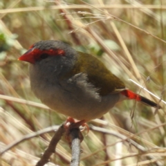 Neochmia temporalis (Red-browed Finch) at Lions Youth Haven - Westwood Farm A.C.T. - 2 Oct 2023 by HelenCross