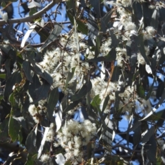 Eucalyptus mannifera (Brittle Gum) at Tuggeranong, ACT - 2 Oct 2023 by HelenCross