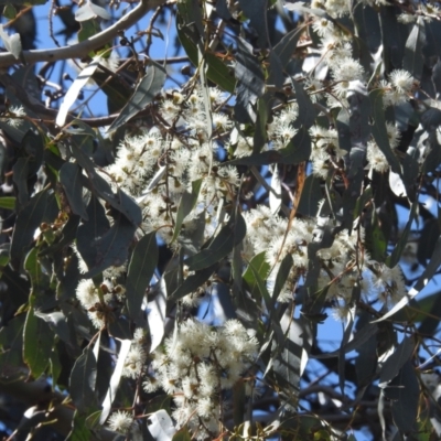 Eucalyptus mannifera (Brittle Gum) at Lions Youth Haven - Westwood Farm A.C.T. - 2 Oct 2023 by HelenCross