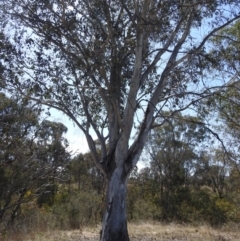 Eucalyptus mannifera at Tuggeranong, ACT - 2 Oct 2023