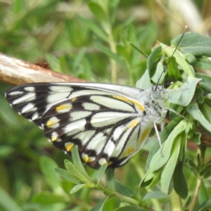 Belenois java at Stromlo, ACT - 2 Oct 2023 09:51 AM