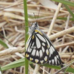 Belenois java at Stromlo, ACT - 2 Oct 2023 09:51 AM