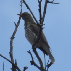 Oriolus sagittatus (Olive-backed Oriole) at Stromlo, ACT - 1 Oct 2023 by HelenCross