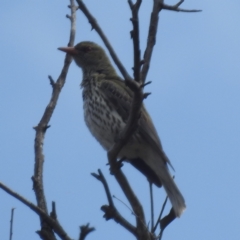 Oriolus sagittatus (Olive-backed Oriole) at Stromlo, ACT - 2 Oct 2023 by HelenCross