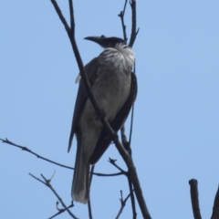 Philemon corniculatus (Noisy Friarbird) at Stromlo, ACT - 2 Oct 2023 by HelenCross
