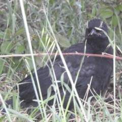 Corcorax melanorhamphos (White-winged Chough) at Tuggeranong, ACT - 2 Oct 2023 by HelenCross