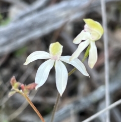 Caladenia moschata (Musky Caps) at Karabar, NSW - 2 Oct 2023 by Youspy