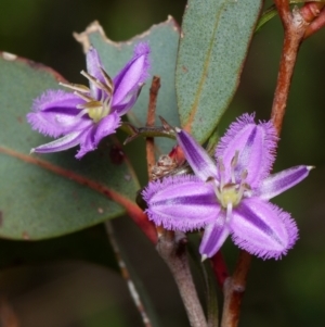 Thysanotus patersonii at Canberra Central, ACT - 2 Oct 2023