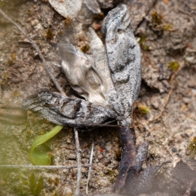 Uraba lugens (Gumleaf Skeletonizer) at Black Mountain - 1 Oct 2023 by RobertD