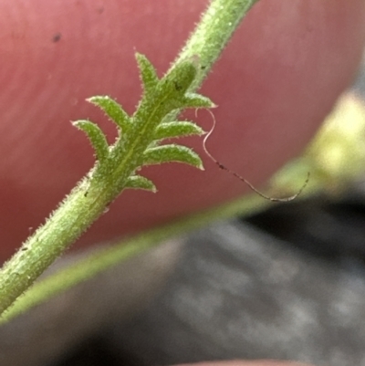 Brachyscome rigidula (Hairy Cut-leaf Daisy) at Aranda, ACT - 2 Oct 2023 by lbradley