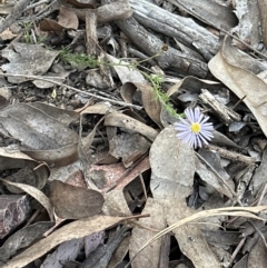 Brachyscome rigidula at Aranda, ACT - 2 Oct 2023