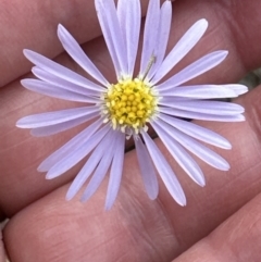 Brachyscome rigidula at Aranda, ACT - 2 Oct 2023 04:35 PM