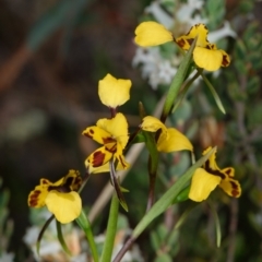Diuris nigromontana (Black Mountain Leopard Orchid) at Black Mountain - 1 Oct 2023 by RobertD