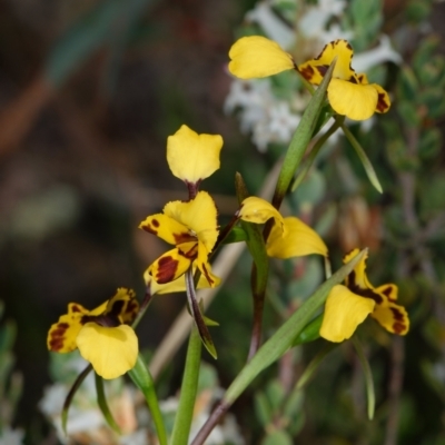 Diuris nigromontana (Black Mountain Leopard Orchid) at Black Mountain - 1 Oct 2023 by RobertD