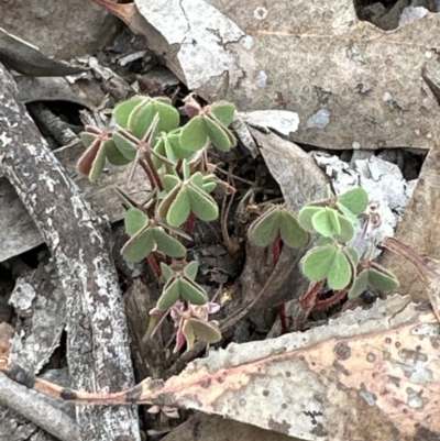 Oxalis (genus) (Wood Sorrel) at Aranda, ACT - 2 Oct 2023 by lbradley