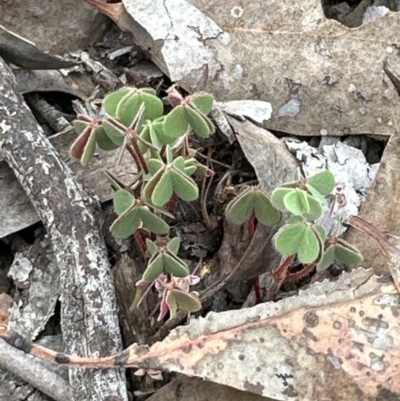 Oxalis sp. (Wood Sorrel) at Belconnen, ACT - 2 Oct 2023 by lbradley