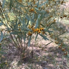 Daviesia mimosoides subsp. mimosoides at Garran, ACT - 2 Oct 2023 by Tapirlord