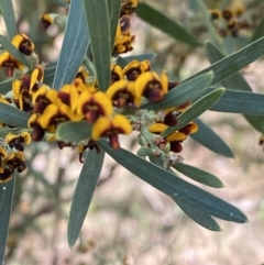 Daviesia mimosoides subsp. mimosoides at Garran, ACT - 2 Oct 2023 03:15 PM