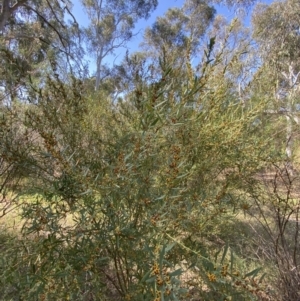 Daviesia mimosoides subsp. mimosoides at Garran, ACT - 2 Oct 2023 03:15 PM